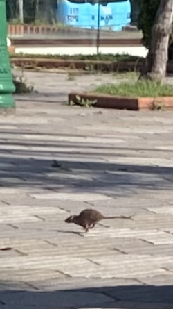 A mis vecinas y amigas  las ratas de Plaza Col&oacute;n del Sardi Por Carlos Magdalena 
