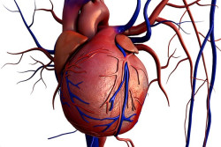 A trav&eacute;s de las orejas del coraz&oacute;n    Dr. Jos&eacute; Manuel Revuelta