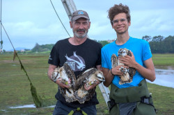 Anillada la tercera generaci&oacute;n de &aacute;guilas pescadoras en la Bah&iacute;a de Santander