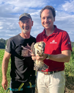 Anilladas dos &aacute;guilas pescadoras de cuarta generaci&oacute;n en la Bah&iacute;a de Santander