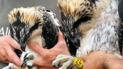 Anilladas las tres &aacute;guilas pescadoras nacidas en la Bah&iacute;a de Santander