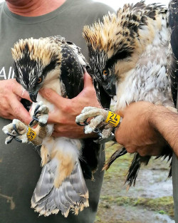 Anillados los dos primeros pollos de &aacute;guila pescadora nacidos en la Bah&iacute;a de Santander