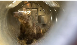 Asturias libera a la osezna Cova tras su rehabilitaci&oacute;n en centros de Cantabria y Le&oacute;n