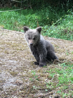 Asturias pone en marcha el programa de geolocalizaci&oacute;n de osos pardos con ejemplares habituados a los humanos