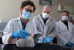 Azc&oacute;n elogia el "papel fundamental" de Arag&oacute;n en la conservaci&oacute;n del quebrantahuesos