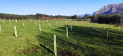Bosques de Cantabria celebra una jornada de plantaci&oacute;n de &aacute;rboles en Liendo