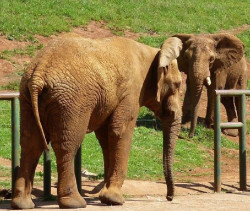 Cab&aacute;rceno cede un elefante africano con fines reproductivos a un parque de Pa&iacute;ses Bajos