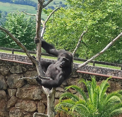 Cab&aacute;rceno despide al gorila `N`Guvu`, trasladado al Zoo Bot&aacute;nico de Kaz&aacute;n (Rusia)