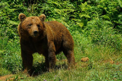 Cantabria firma un convenio con Bondalti para reforzar el seguimiento del oso pardo en los pr&oacute;ximos cuatro a&ntilde;os