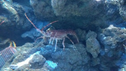  Cantabria somete a informaci&oacute;n p&uacute;blica la modificaci&oacute;n de la normativa sobre vedas y marisqueo