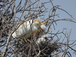  Casi 600 parejas de garcillas nidificaron este verano en las Marismas Blancas