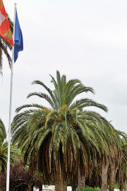 Comienzan a brotar varias palmeras del paseo mar&iacute;timo de San Vicente de la Barquera