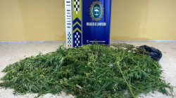 Desmantelada una plantaci&oacute;n de marihuana con valor de unos 30.000 euros en Bollullos de la Mitaci&oacute;n