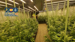 Desmantelada una plantaci&oacute;n indoor con 250 plantas de marihuana en un piso de Nueva Monta&ntilde;a, con dos detenidos