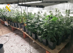  Desmantelada una plantaci&oacute;n "indoor" de marihuana en Cabez&oacute;n de la Sal