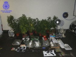 Desmantelan una plantaci&oacute;n de marihuana en San Felices y detienen a una pareja con armas