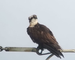 Detectados nueve ejemplares de &aacute;guila pescadora invernante en Cantabria, dos m&aacute;s que en el anterior censo