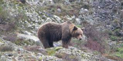 Disparan a un oso al que dejan malherido en una cacer&iacute;a en la Monta&ntilde;a Palentina y todos callan