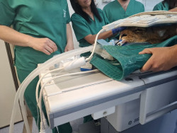 Dos leones africanos de Cab&aacute;rceno recuperan movilidad con un tratamiento pionero del Hospital Veterinario de la ULE