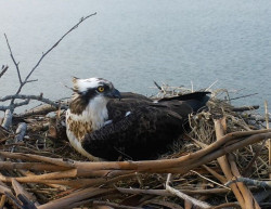 El &aacute;guila pescadora comienza el per&iacute;odo de incubaci&oacute;n en la Bah&iacute;a de Santander tras m&aacute;s de 70 a&ntilde;os