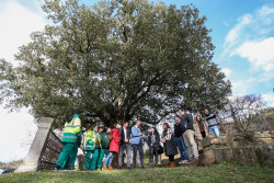 El alcalde de Colindres se ha mostrado orgulloso de contar con el Mejor &Aacute;rbol de Espa&ntilde;a 2023 en su municipio