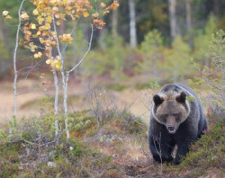 El cambio clim&aacute;tico y las interacciones entre especies modifican la distribuci&oacute;n del oso pardo en Europa