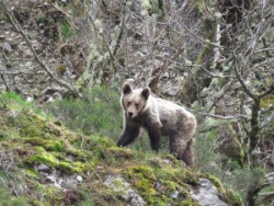 El caso del oso disparado por un cazador en Cillorigo de Liebana