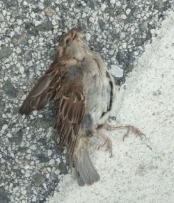 El gorri&oacute;n com&uacute;n, ave con m&aacute;s incidencia de mortalidad por atropello o colisi&oacute;n contra veh&iacute;culos seg&uacute;n SEO/BirdLife