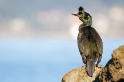 El MITECO impulsa una experiencia demostrativa para la conservaci&oacute;n del cormor&aacute;n mo&ntilde;udo en Cantabria, Galicia y Asturias