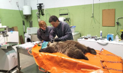 El osezno recuperado en Ig&uuml;e&ntilde;a (Le&oacute;n) regresa al medio natural