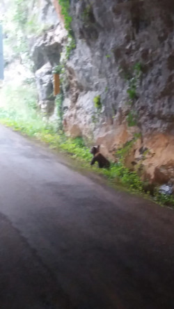 El Principado de Asturias rescata una cr&iacute;a de oso pardo hu&eacute;rfana en los montes de Proaza