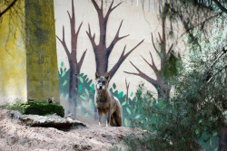 El TUE sentencia que la protecci&oacute;n de especies como el lobo se debe garantizar tambi&eacute;n en zonas habitadas por el hombre
