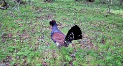 El urogallo cant&aacute;brico resiste al riesgo de extinci&oacute;n con apenas 190 ejemplares y una tasa de reproducci&oacute;n de 1,8 pollos