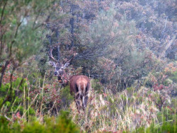 Empez&oacute; la gran berrea pol&iacute;tica en Cantabria&nbsp; Por Carlos Magdalena