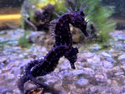 Fundaci&oacute;n Naturaleza y Hombre busca colaboraci&oacute;n para el registro de caballitos de mar