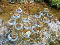 IHCantabria participa en un estudio que revela c&oacute;mo la temperatura afecta al metabolismo de los salm&oacute;nidos