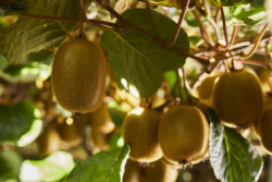 La Comisi&oacute;n Europea aprueba oficialmente la declaraci&oacute;n los beneficios digestivos del kiwi verde
