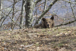 La Consejer&iacute;a prev&eacute; reunir a la Mesa del Oso de Cantabria en septiembre u octubre