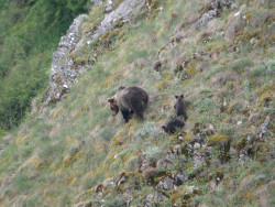 La Fundaci&oacute;n Oso Pardo inicia un proyecto de recuperaci&oacute;n de casta&ntilde;ares en &aacute;reas oseras