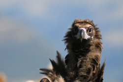 La Generalitat de Catalu&ntilde;a y Endesa impulsan la repoblaci&oacute;n del buitre negro en los Pirineos