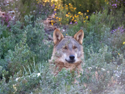La luna de nieve y el aullido del lobo en nuestras monta&ntilde;a
