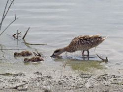 La mayor&iacute;a de aves amenazadas en Espa&ntilde;a carecen de planes de conservaci&oacute;n, seg&uacute;n SEO/BirdLife