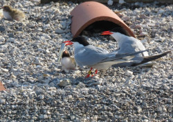 La nidificaci&oacute;n del charr&aacute;n