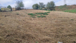  La plaga de orugas soldado registra da&ntilde;os en prados y llega a algunas viviendas