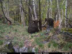 La poblaci&oacute;n de oso pardo en la Cordillera Cant&aacute;brica se "consolida" con 370 ejemplares detectados