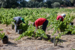 La Seguridad Social pierde 139.000 trabajadores agrarios y 67.000 del hogar desde 2018, tras subidas del SMI