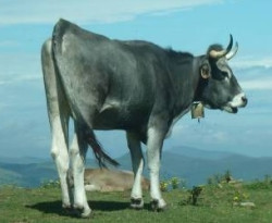 La subida del ganado a Sejos 