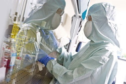 Las c&eacute;lulas madre cultivadas en laboratorio son un buen augurio para los trasplantes