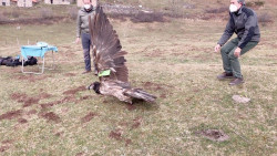 Liberado en Cantabria el quebrantahuesos `Aquil&oacute;n`, tras recuperarse de una amputaci&oacute;n