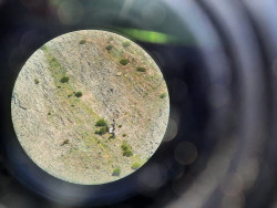 Localizan los restos de un oso pardo en el Parque Natural de las Fuentes del Narcea